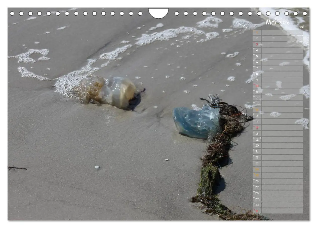 Bild: 9783516180626 | Strandspaziergang / Geburtstagskalender (Wandkalender 2026 DIN A4...