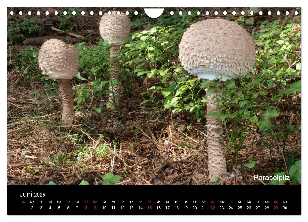 Bild: 9783435740826 | Pilzkalender (Wandkalender 2025 DIN A4 quer), CALVENDO Monatskalender