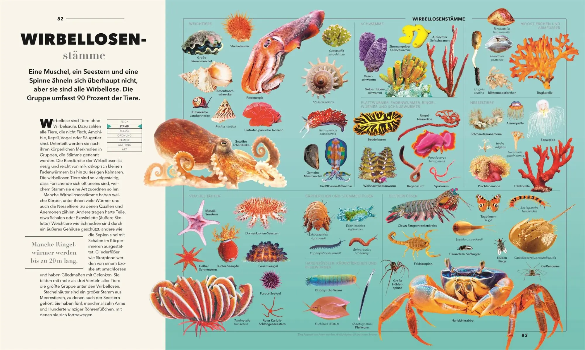 Bild: 9783831050826 | Universum des Wissens | Lizzie Munsey (u. a.) | Buch | 320 S. | 2025