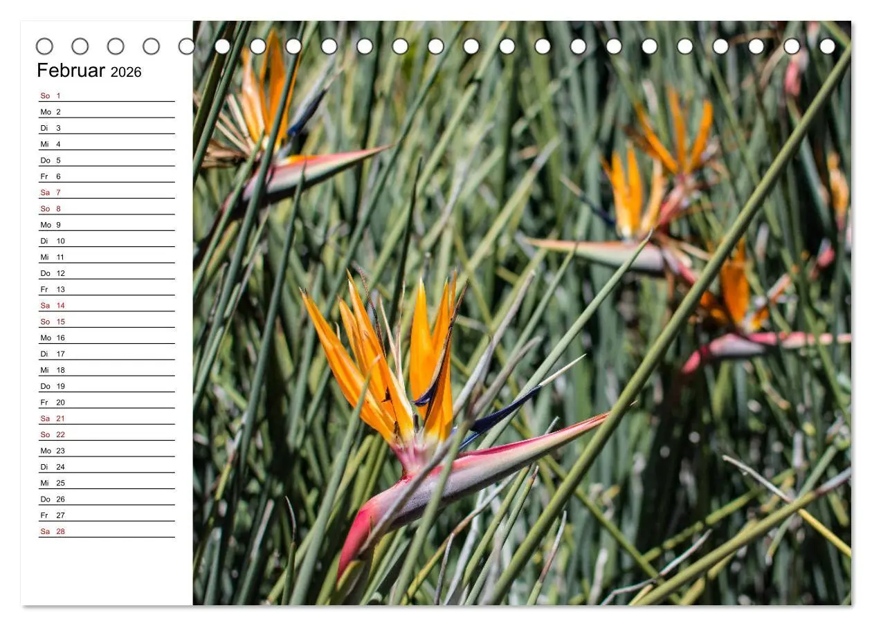 Bild: 9783457750926 | Strelitzien - die Paradiesvögel unter den Blumen (Tischkalender...