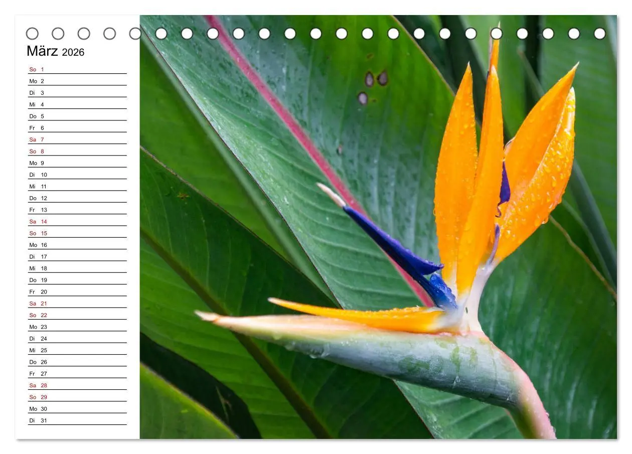 Bild: 9783457750926 | Strelitzien - die Paradiesvögel unter den Blumen (Tischkalender...