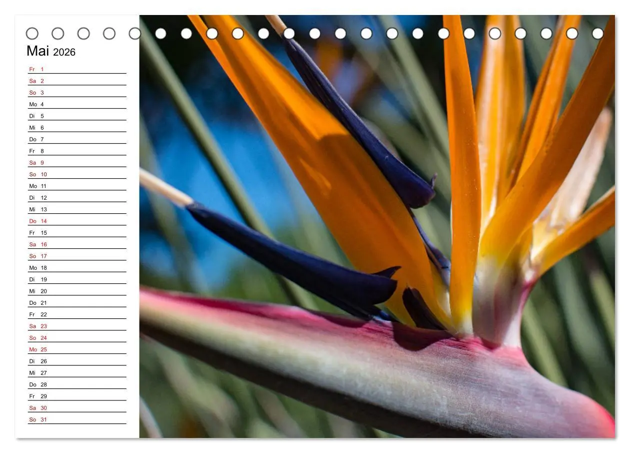 Bild: 9783457750926 | Strelitzien - die Paradiesvögel unter den Blumen (Tischkalender...