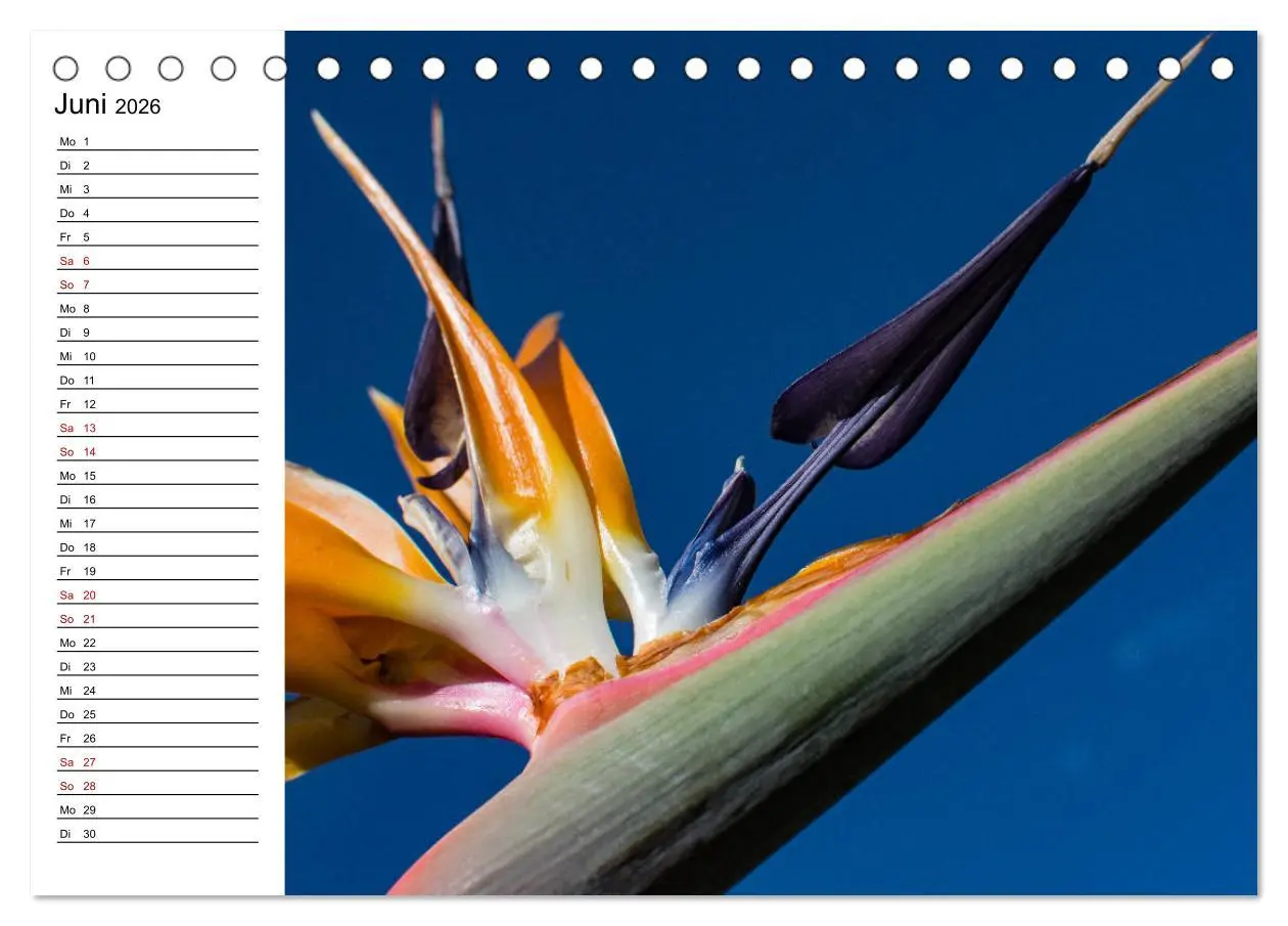 Bild: 9783457750926 | Strelitzien - die Paradiesvögel unter den Blumen (Tischkalender...