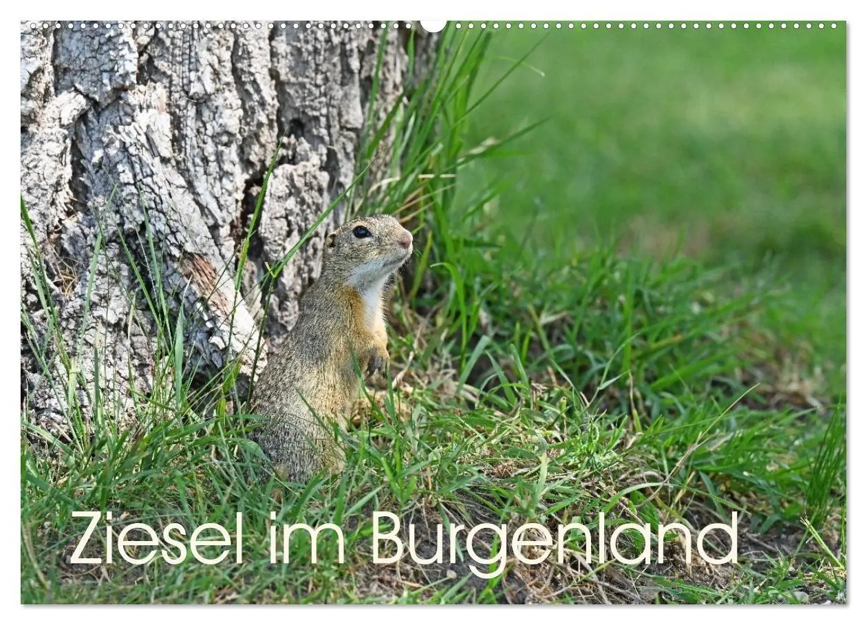 Cover: 9783516731026 | Ziesel im Burgenland (Wandkalender 2026 DIN A2 quer), CALVENDO...