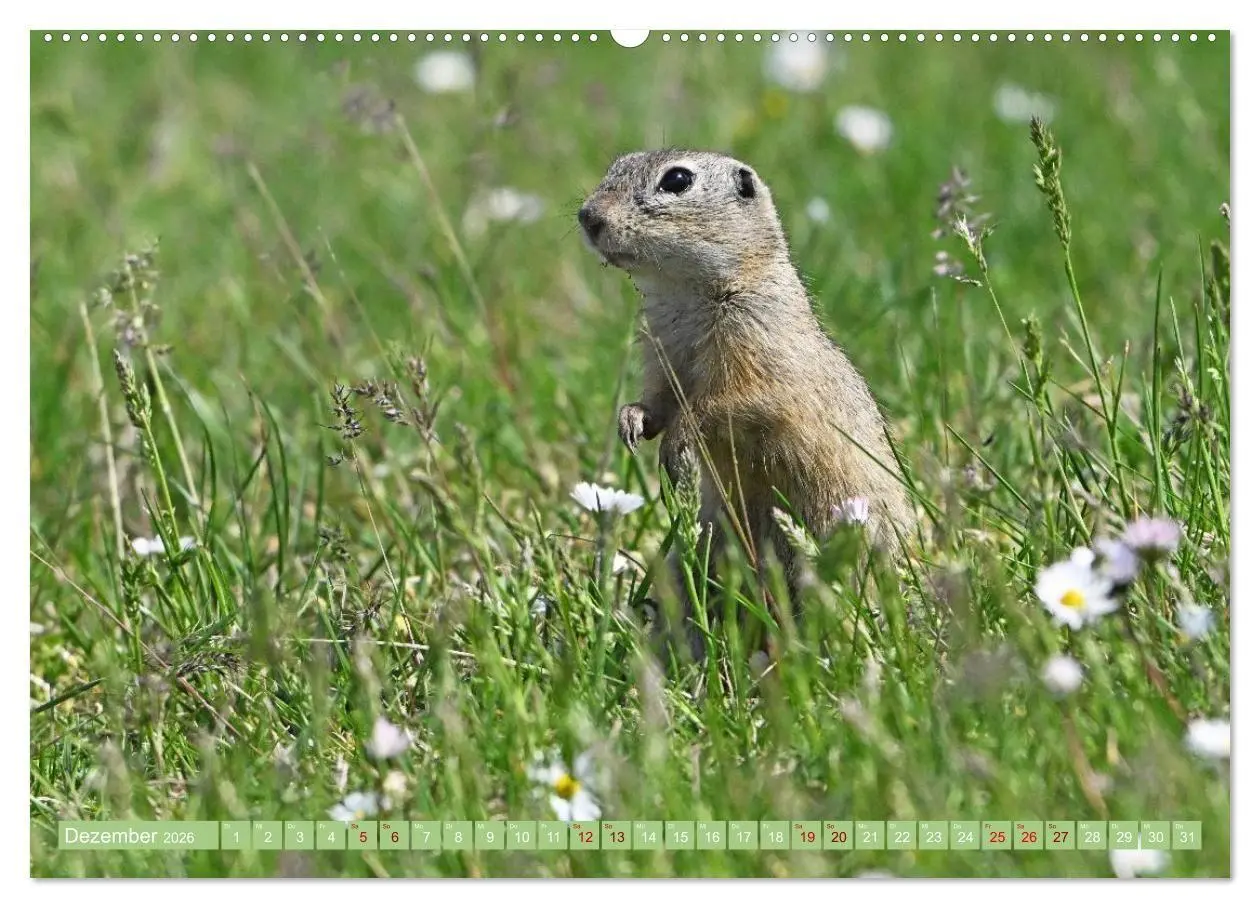 Bild: 9783516731026 | Ziesel im Burgenland (Wandkalender 2026 DIN A2 quer), CALVENDO...