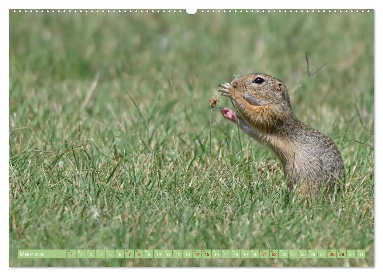 Bild: 9783516731026 | Ziesel im Burgenland (Wandkalender 2026 DIN A2 quer), CALVENDO...