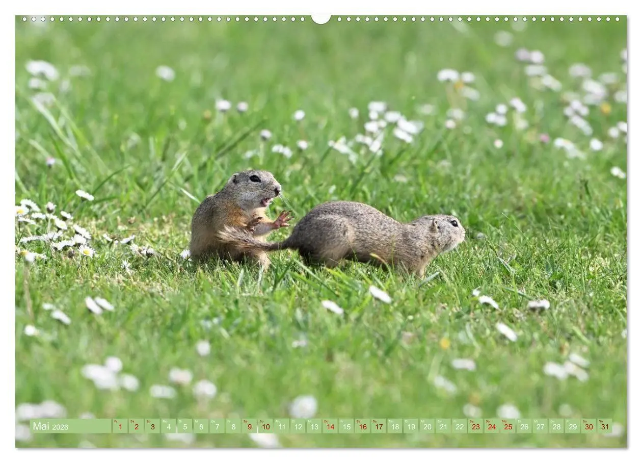 Bild: 9783516731026 | Ziesel im Burgenland (Wandkalender 2026 DIN A2 quer), CALVENDO...