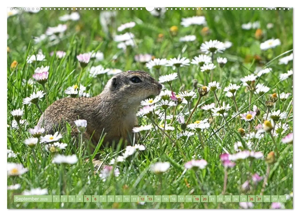 Bild: 9783516731026 | Ziesel im Burgenland (Wandkalender 2026 DIN A2 quer), CALVENDO...