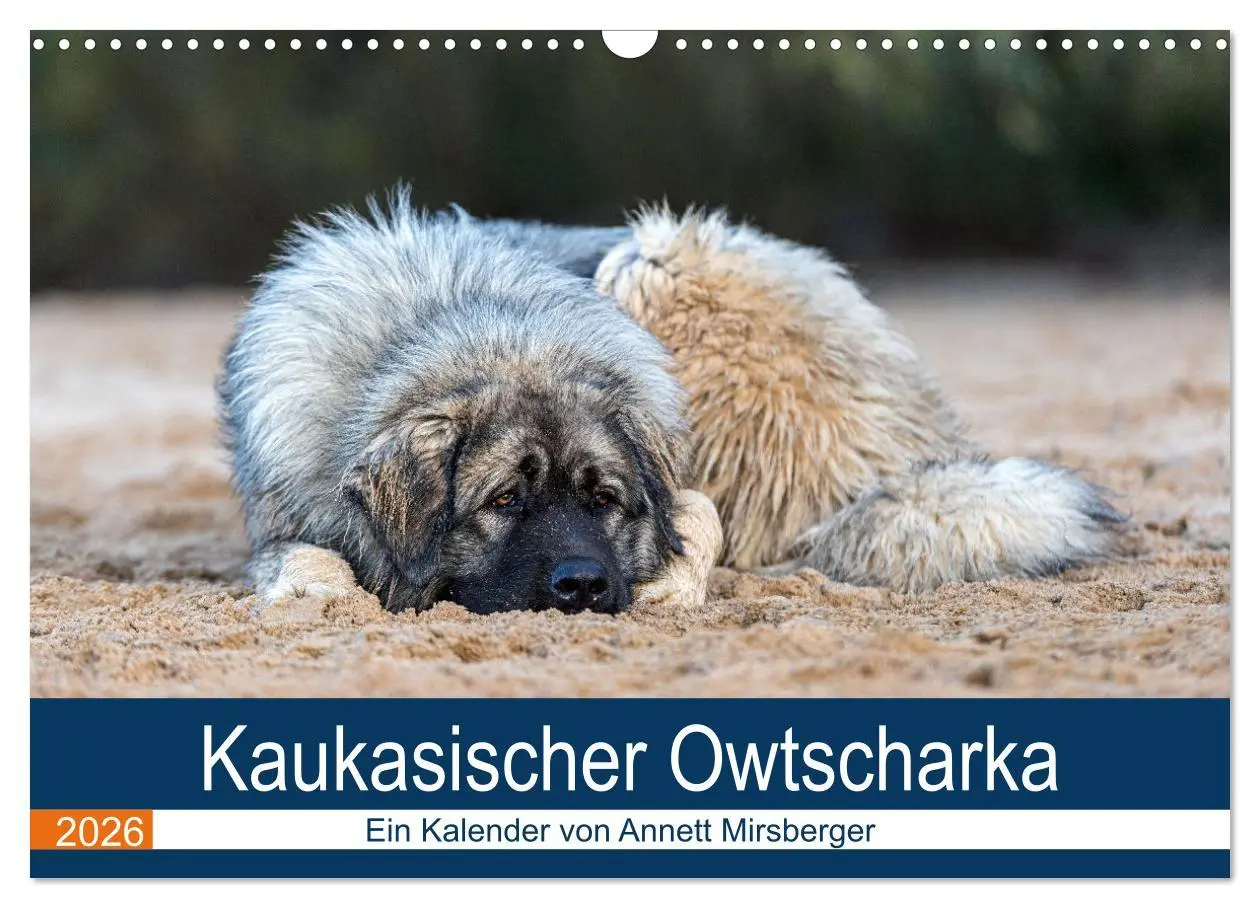 Cover: 9783457631126 | Kaukasischer Owtscharka (Wandkalender 2026 DIN A3 quer), CALVENDO...
