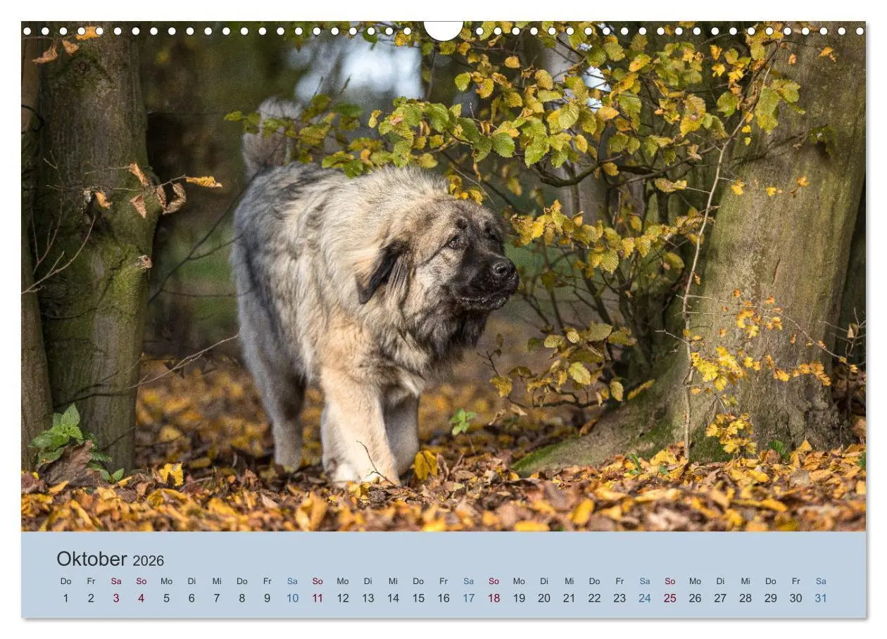 Bild: 9783457631126 | Kaukasischer Owtscharka (Wandkalender 2026 DIN A3 quer), CALVENDO...