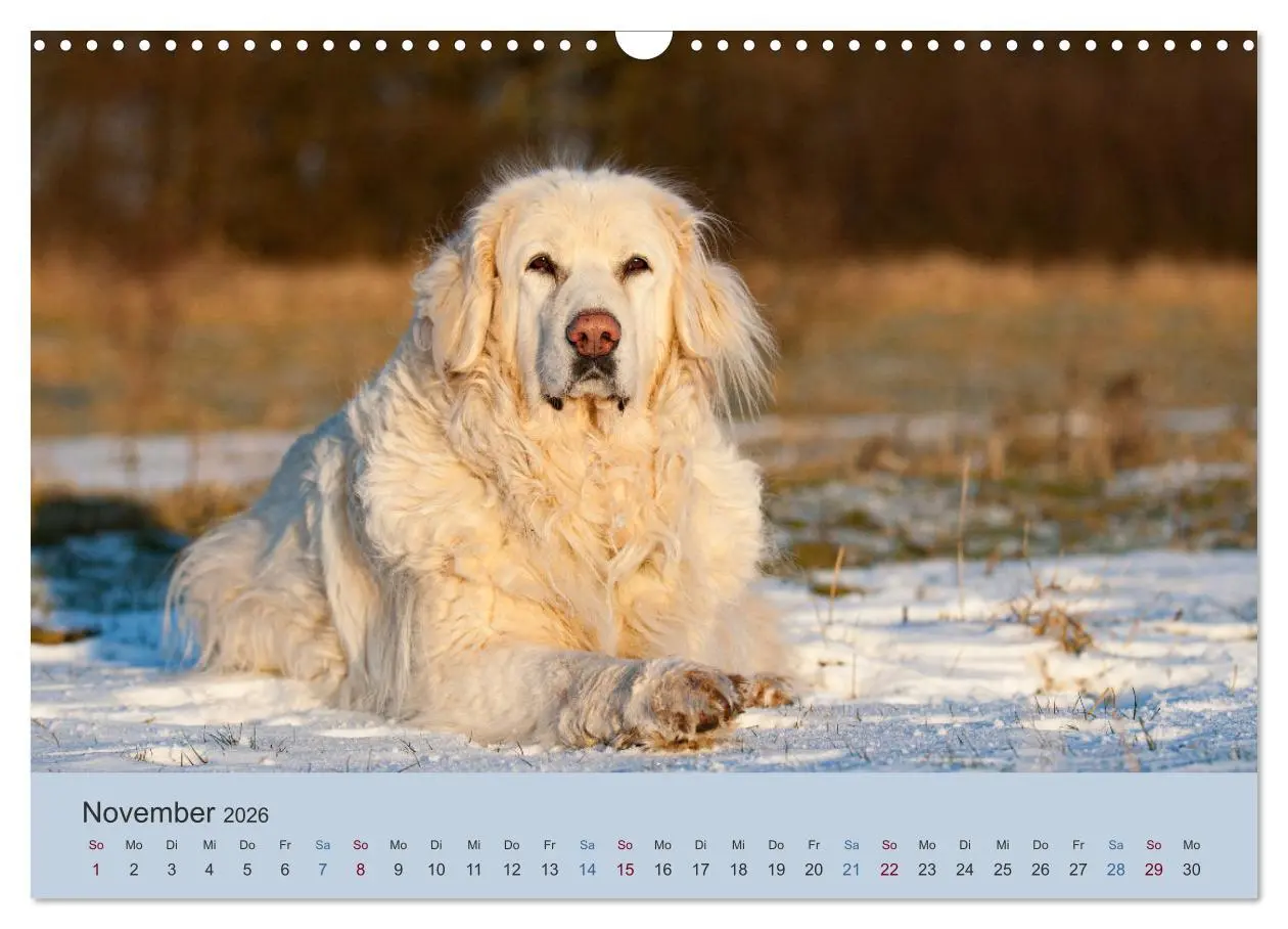 Bild: 9783457631126 | Kaukasischer Owtscharka (Wandkalender 2026 DIN A3 quer), CALVENDO...