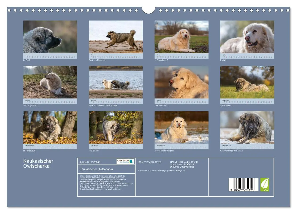 Bild: 9783457631126 | Kaukasischer Owtscharka (Wandkalender 2026 DIN A3 quer), CALVENDO...