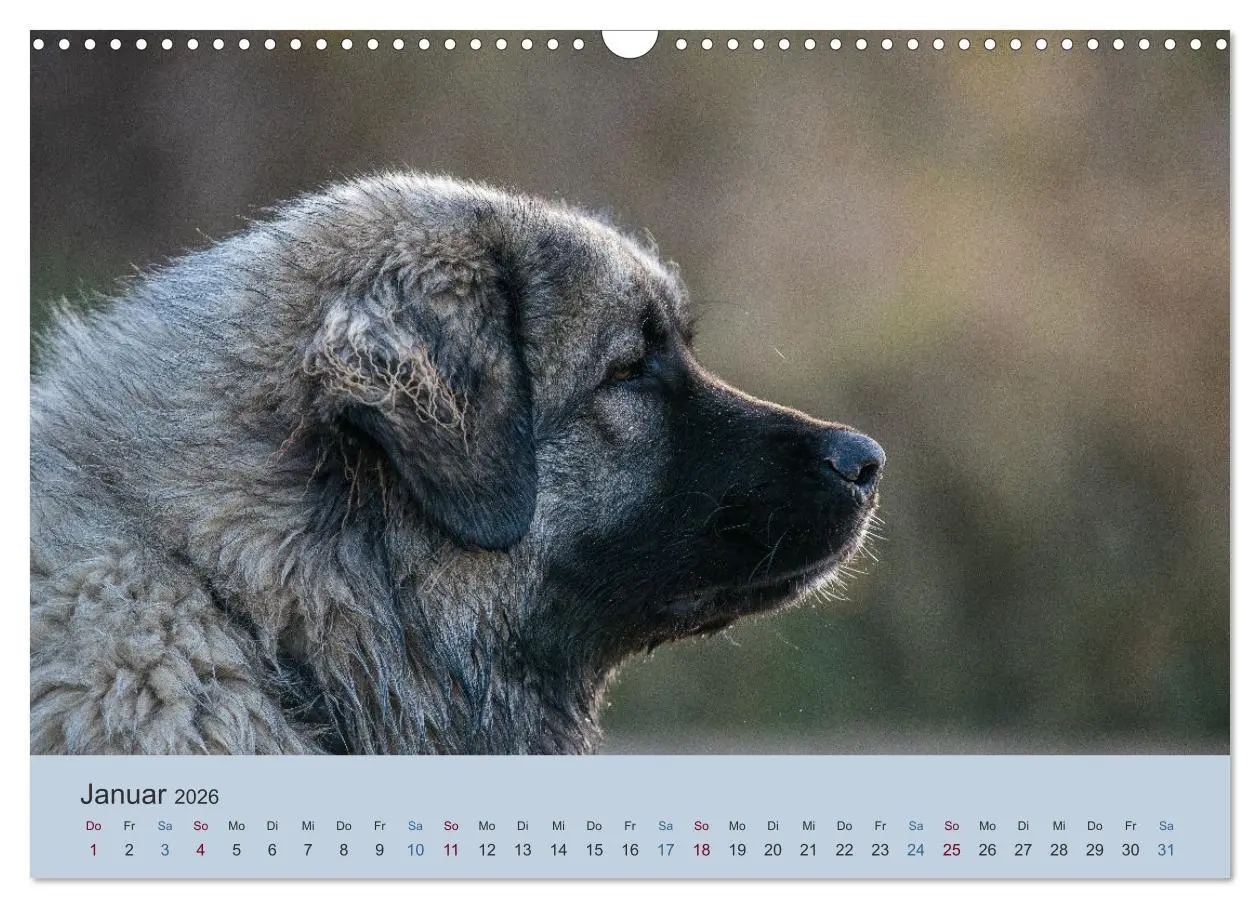Bild: 9783457631126 | Kaukasischer Owtscharka (Wandkalender 2026 DIN A3 quer), CALVENDO...