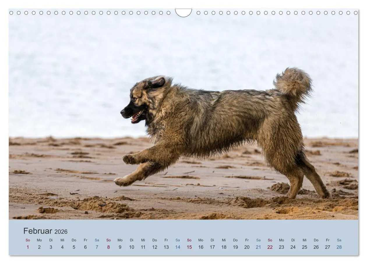 Bild: 9783457631126 | Kaukasischer Owtscharka (Wandkalender 2026 DIN A3 quer), CALVENDO...