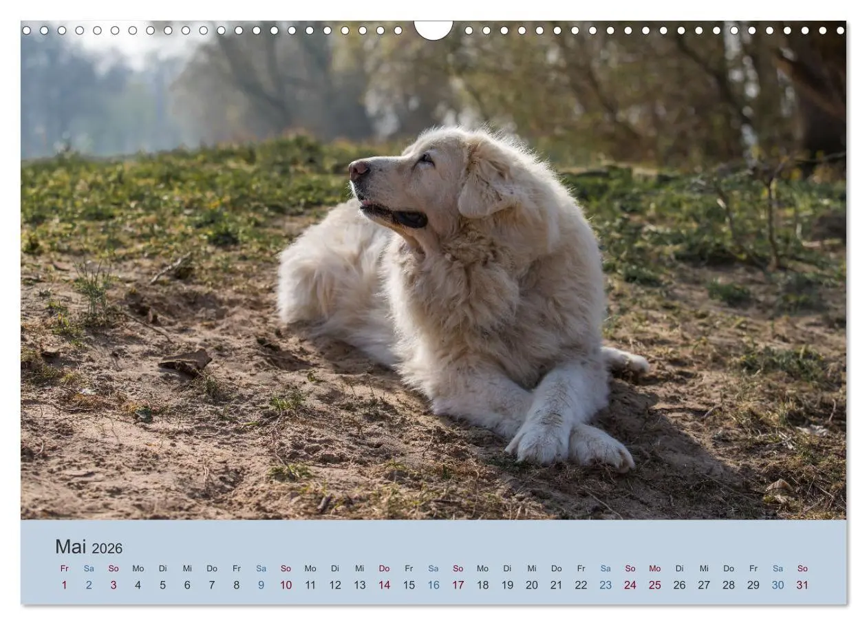 Bild: 9783457631126 | Kaukasischer Owtscharka (Wandkalender 2026 DIN A3 quer), CALVENDO...