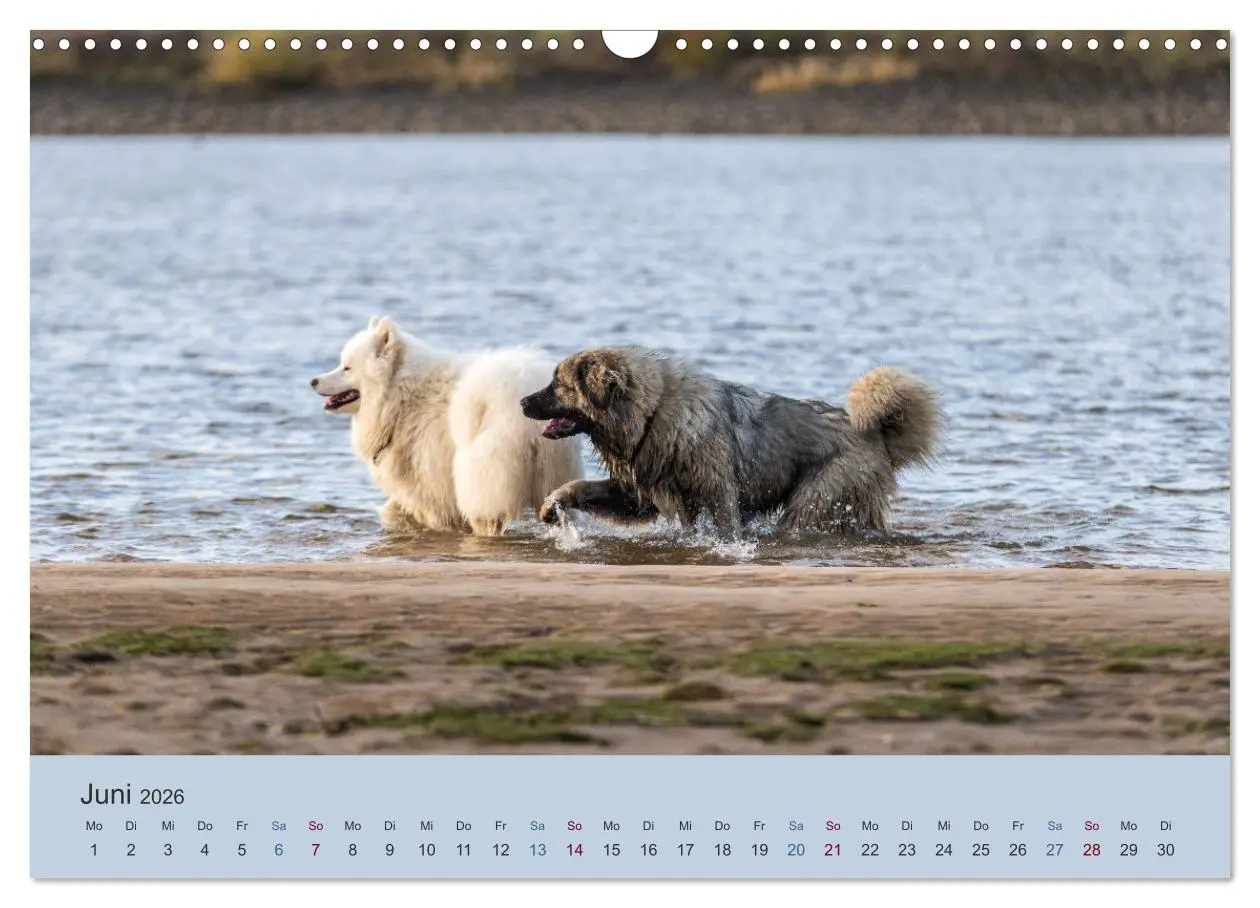Bild: 9783457631126 | Kaukasischer Owtscharka (Wandkalender 2026 DIN A3 quer), CALVENDO...