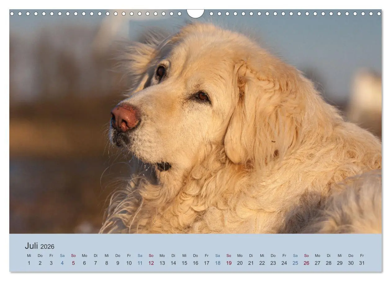 Bild: 9783457631126 | Kaukasischer Owtscharka (Wandkalender 2026 DIN A3 quer), CALVENDO...