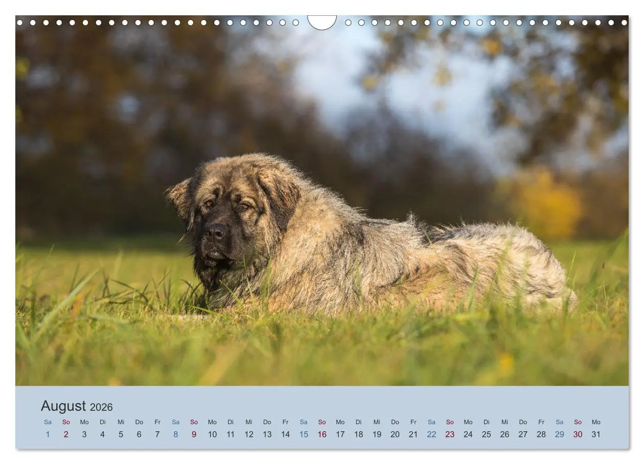Bild: 9783457631126 | Kaukasischer Owtscharka (Wandkalender 2026 DIN A3 quer), CALVENDO...