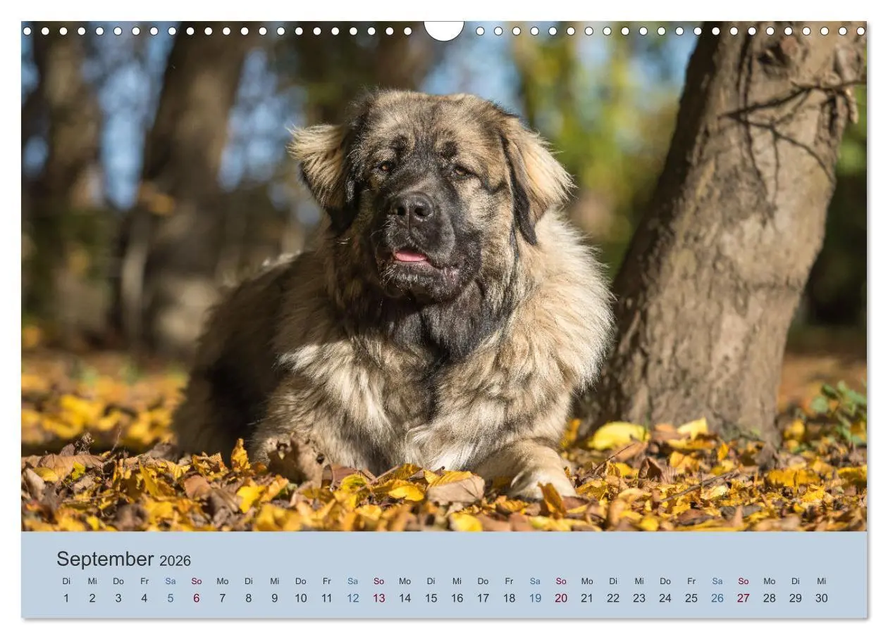 Bild: 9783457631126 | Kaukasischer Owtscharka (Wandkalender 2026 DIN A3 quer), CALVENDO...