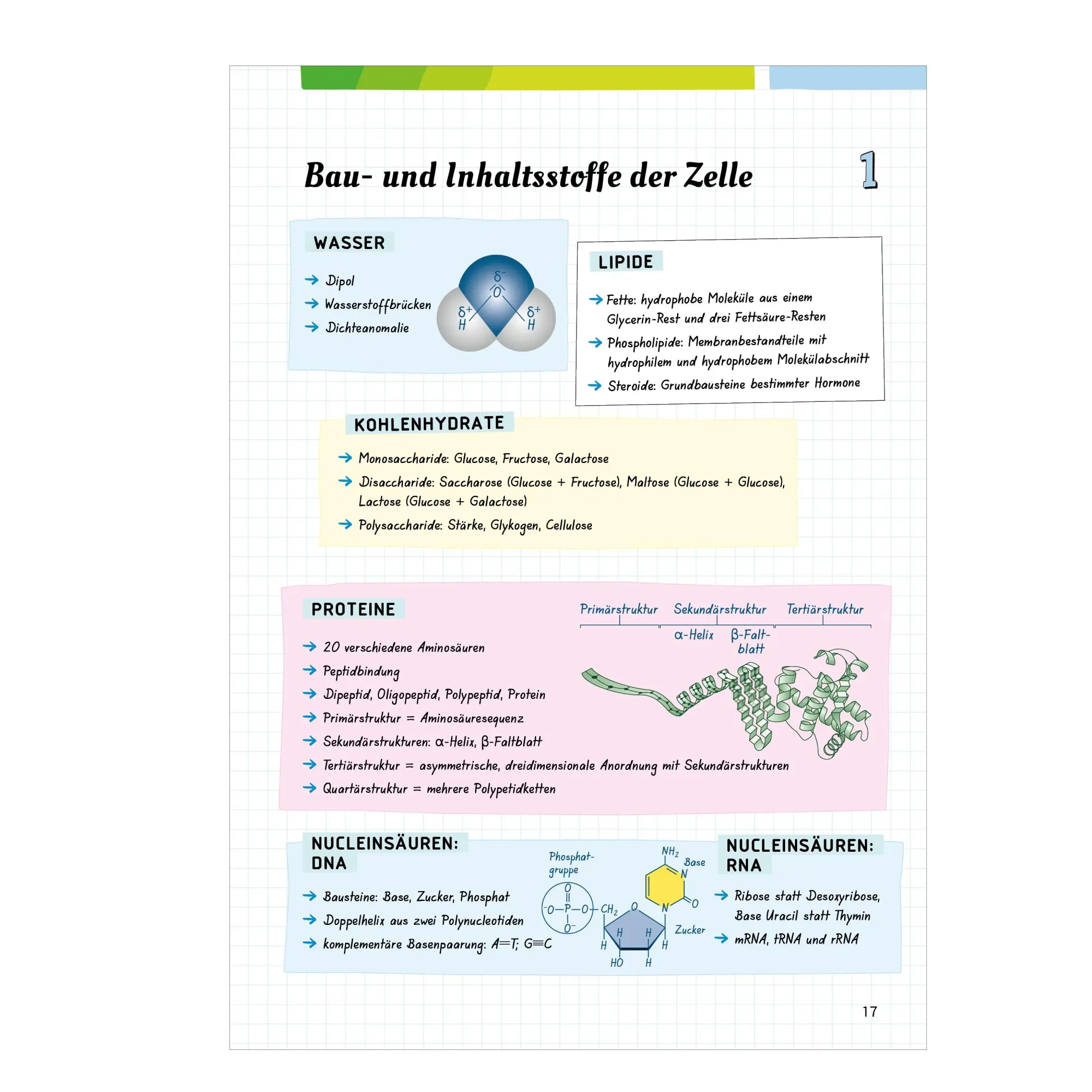Bild: 9783070031426 | Fit fürs Abi | Fit fürs Abi. Biologie Oberstufenwissen. Ausgabe 2024