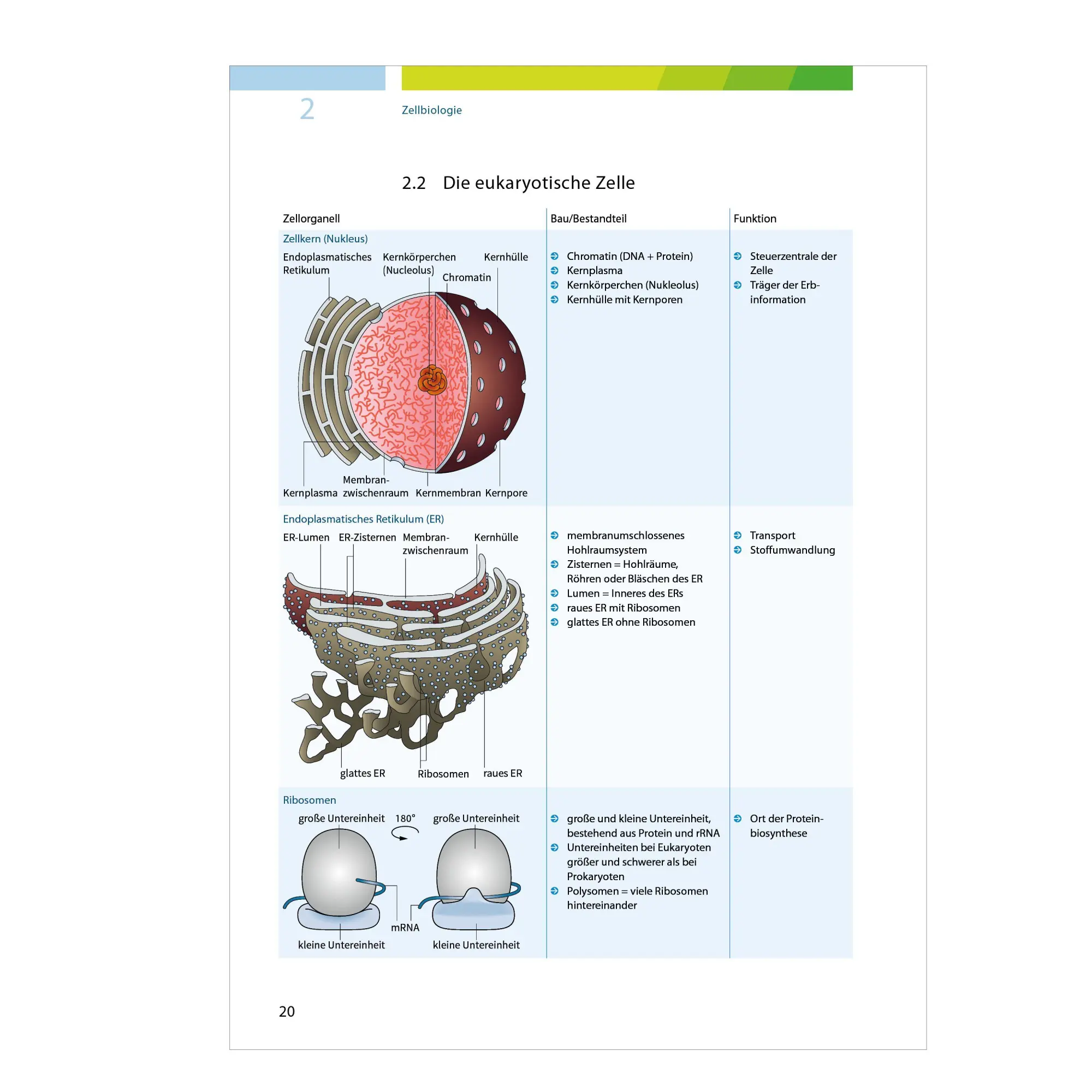 Bild: 9783070031426 | Fit fürs Abi | Fit fürs Abi. Biologie Oberstufenwissen. Ausgabe 2024