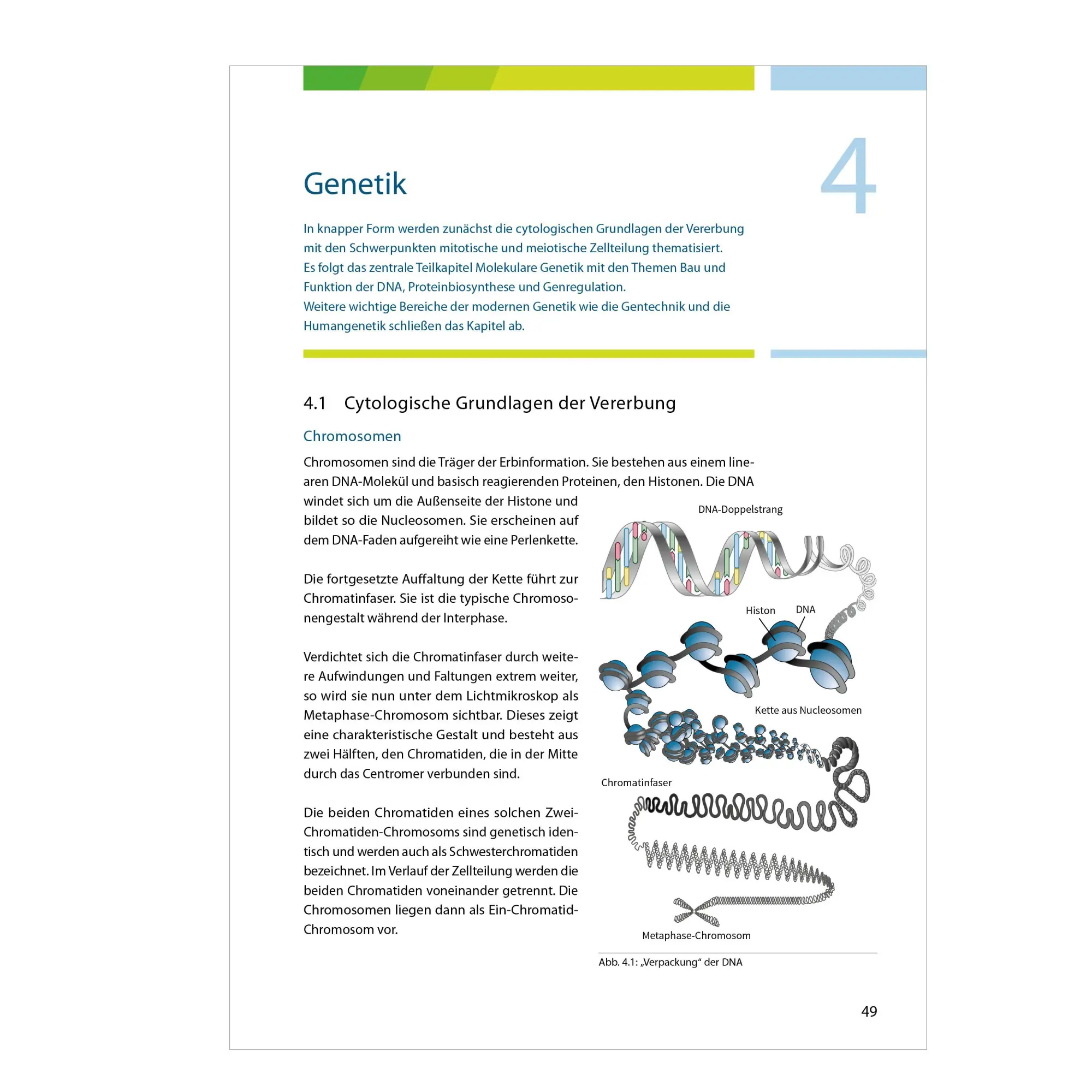 Bild: 9783070031426 | Fit fürs Abi | Fit fürs Abi. Biologie Oberstufenwissen. Ausgabe 2024