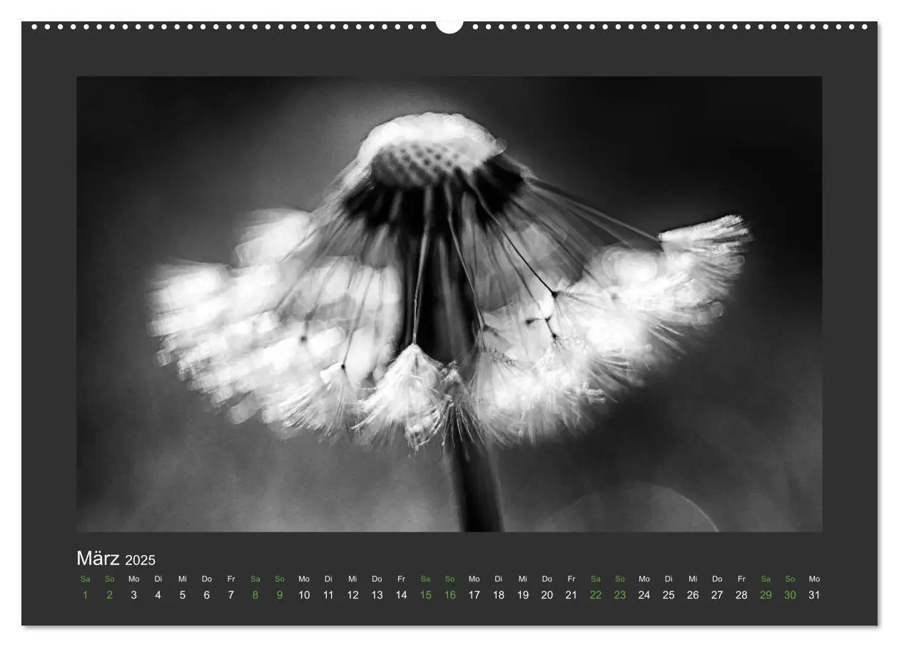 Bild: 9783435751426 | Pflanzen in Schwarz und Weiß (Wandkalender 2025 DIN A2 quer),...