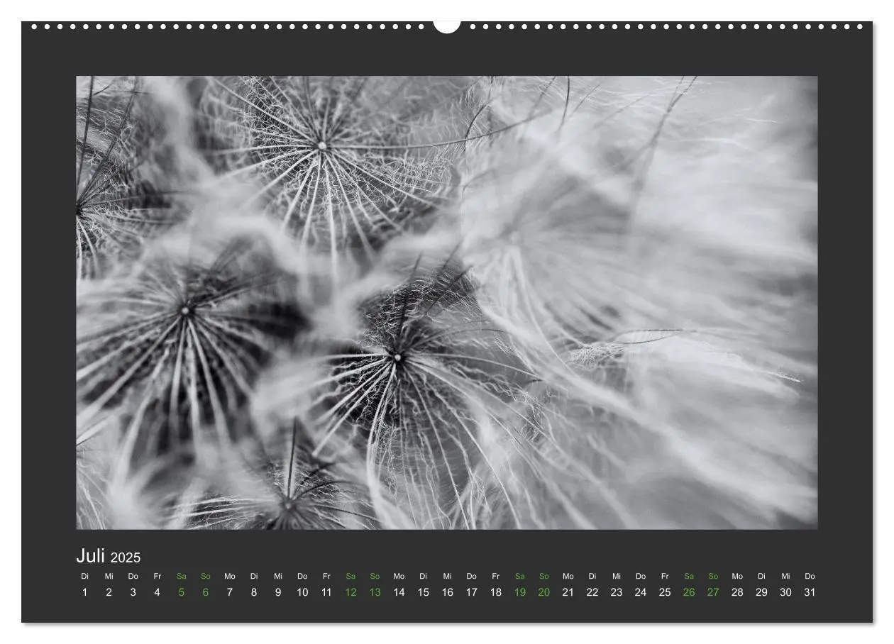 Bild: 9783435751426 | Pflanzen in Schwarz und Weiß (Wandkalender 2025 DIN A2 quer),...