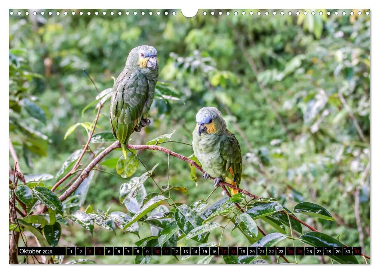 Bild: 9783457841426 | Amazonas - Faszination Regenwald (Wandkalender 2026 DIN A3 quer),...