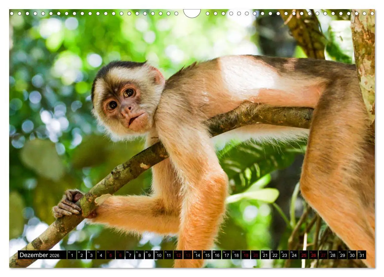 Bild: 9783457841426 | Amazonas - Faszination Regenwald (Wandkalender 2026 DIN A3 quer),...