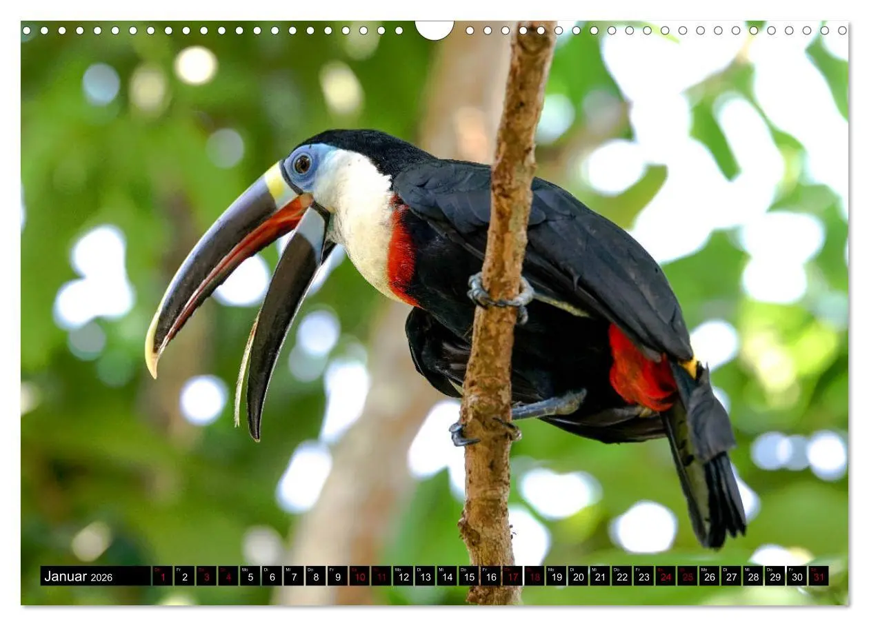 Bild: 9783457841426 | Amazonas - Faszination Regenwald (Wandkalender 2026 DIN A3 quer),...