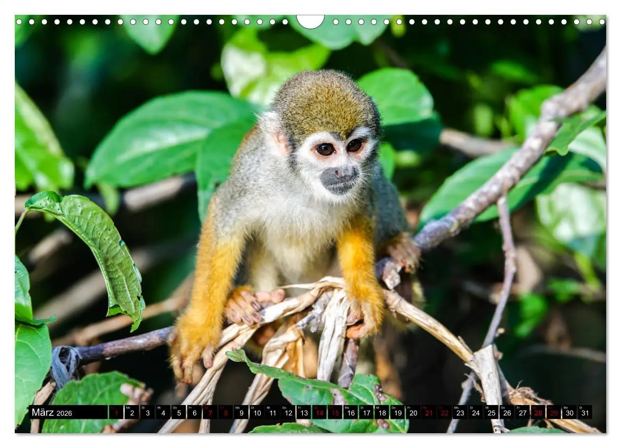 Bild: 9783457841426 | Amazonas - Faszination Regenwald (Wandkalender 2026 DIN A3 quer),...