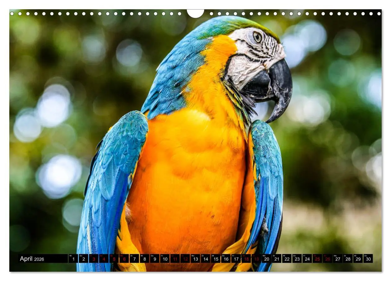 Bild: 9783457841426 | Amazonas - Faszination Regenwald (Wandkalender 2026 DIN A3 quer),...