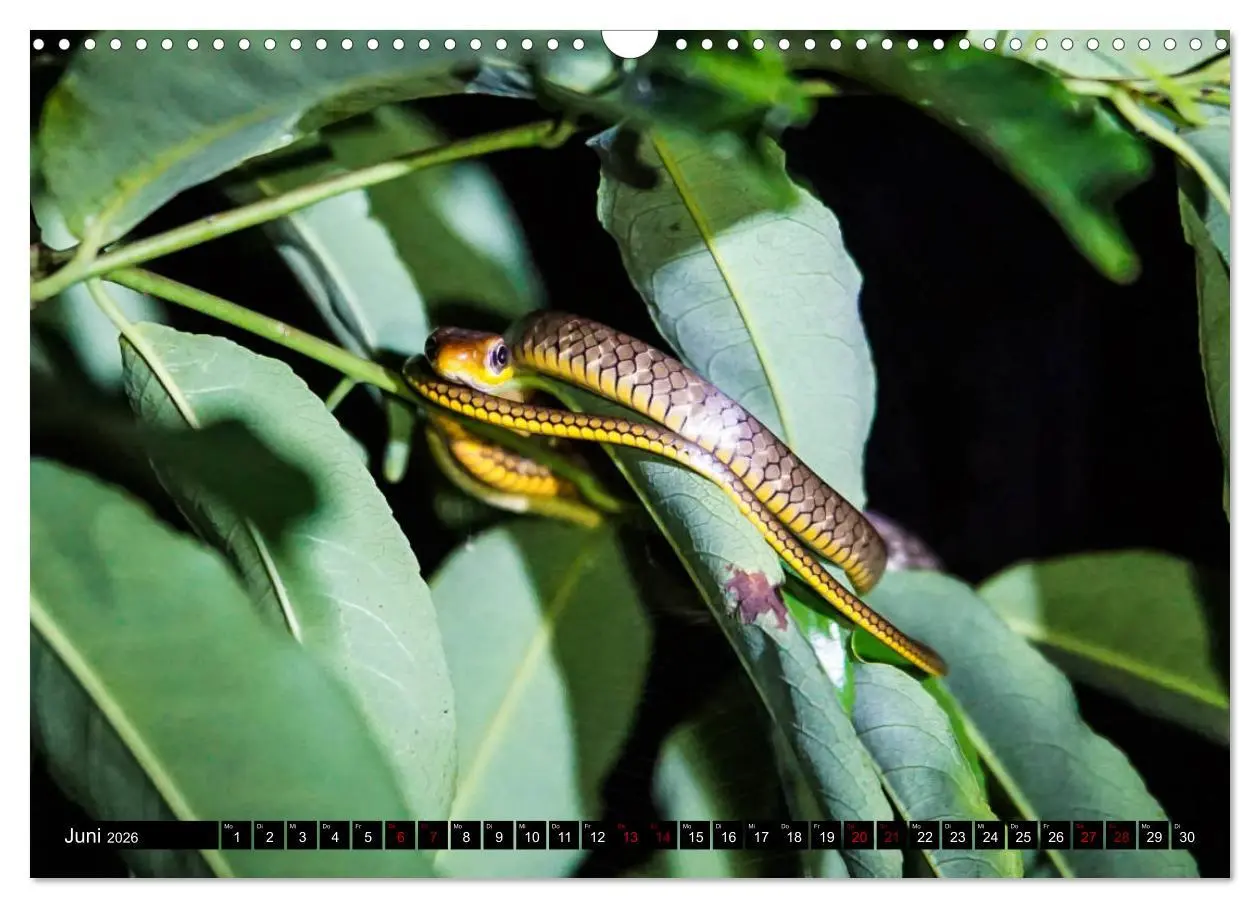 Bild: 9783457841426 | Amazonas - Faszination Regenwald (Wandkalender 2026 DIN A3 quer),...