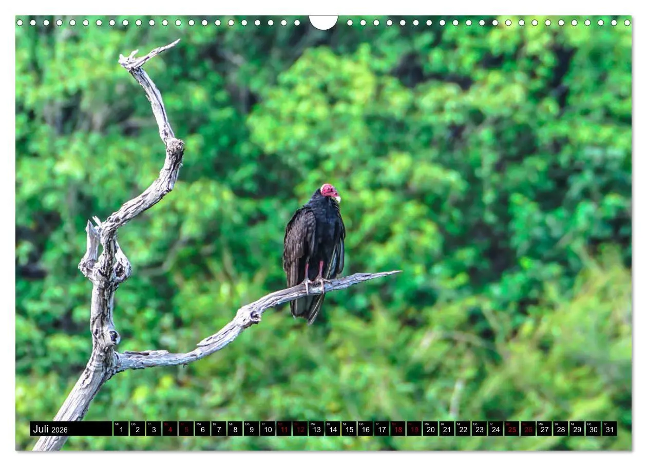 Bild: 9783457841426 | Amazonas - Faszination Regenwald (Wandkalender 2026 DIN A3 quer),...