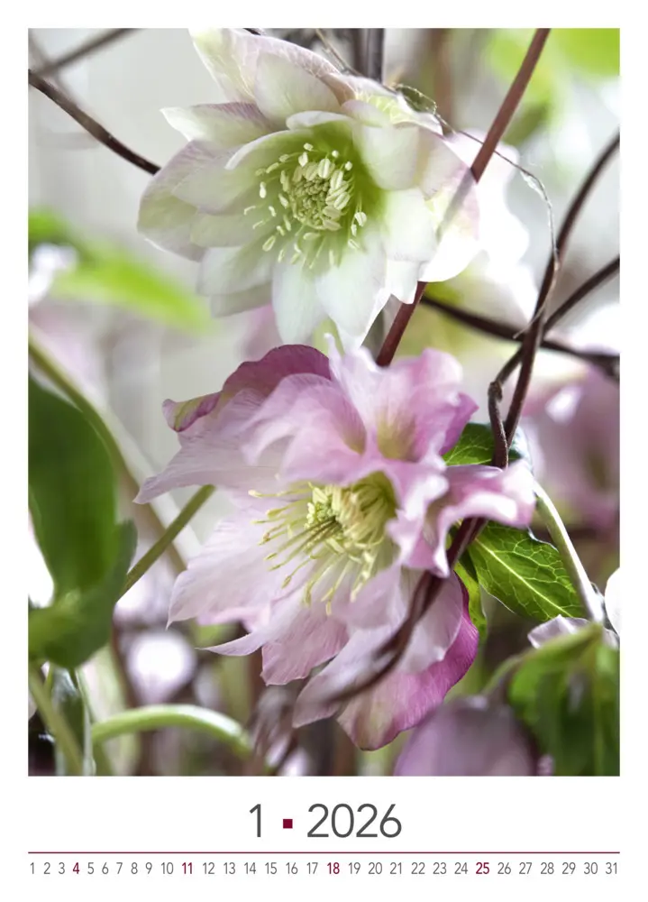 Bild: 9783965631526 | Blühende Momente 2026 | BLOOM's Wandkalender | Team BLOOM's | Kalender