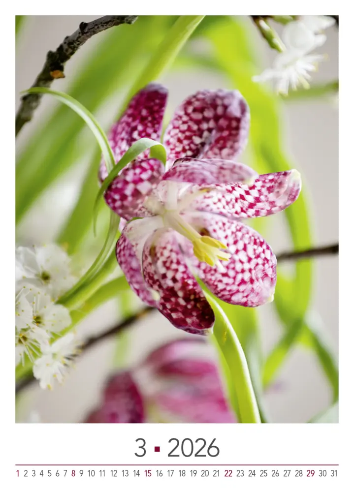 Bild: 9783965631526 | Blühende Momente 2026 | BLOOM's Wandkalender | Team BLOOM's | Kalender