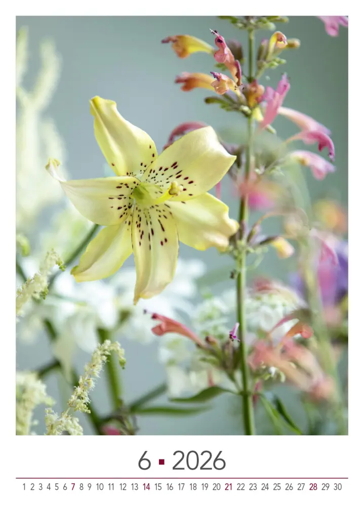 Bild: 9783965631526 | Blühende Momente 2026 | BLOOM's Wandkalender | Team BLOOM's | Kalender