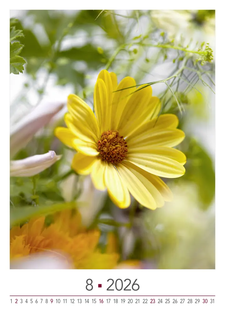 Bild: 9783965631526 | Blühende Momente 2026 | BLOOM's Wandkalender | Team BLOOM's | Kalender