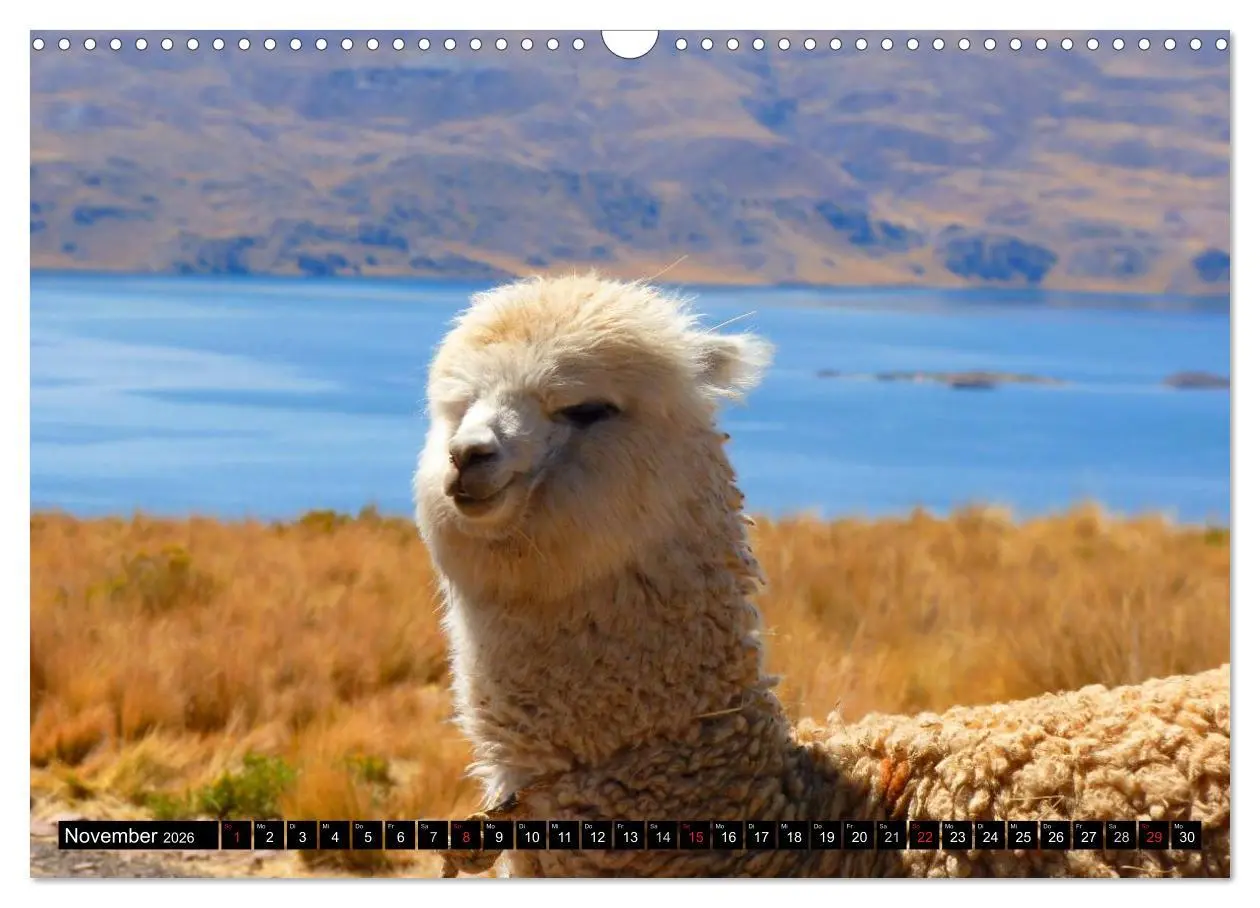 Bild: 9783516221626 | Alpakas und Lamas (Wandkalender 2026 DIN A3 quer), CALVENDO...