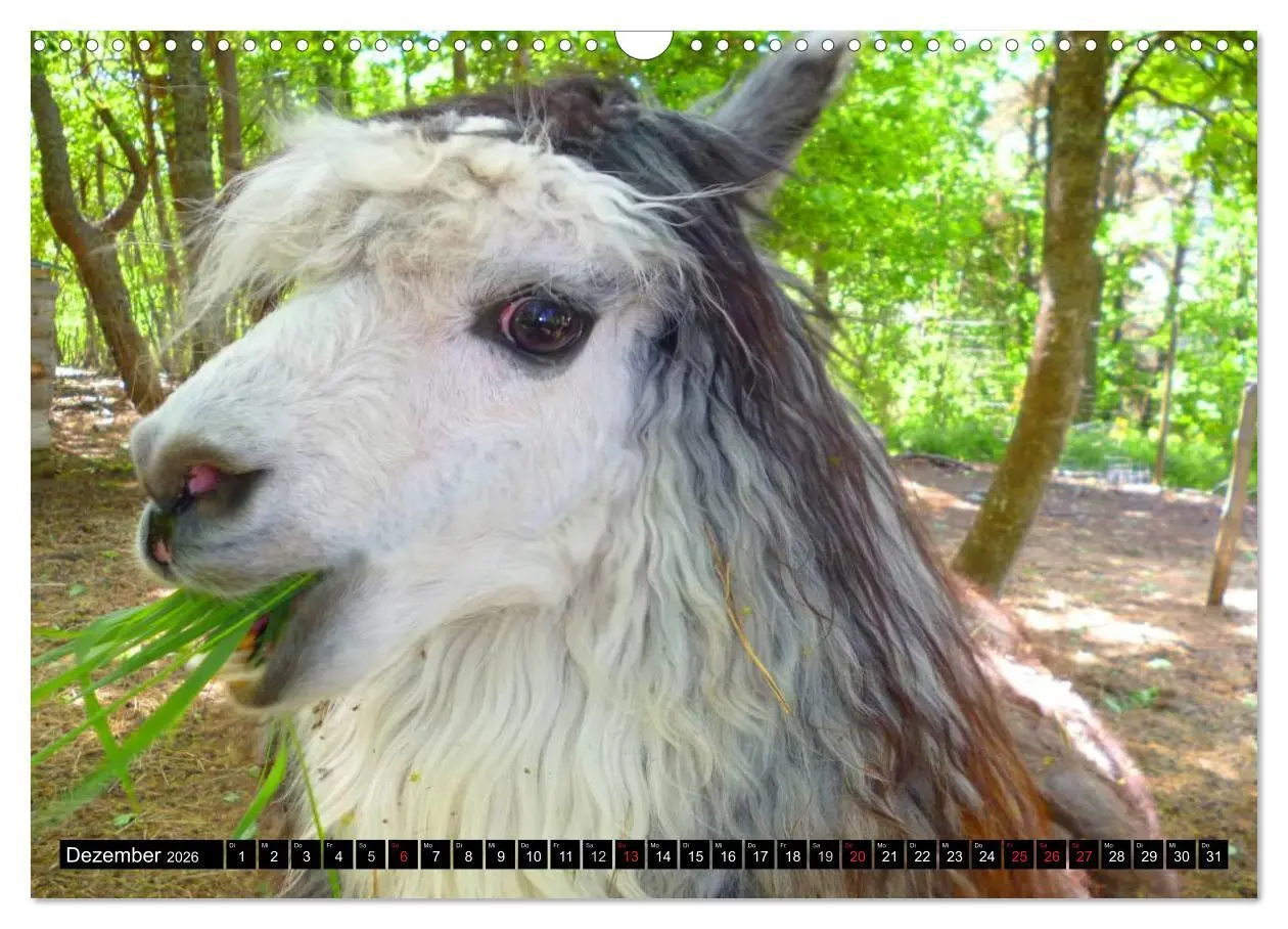 Bild: 9783516221626 | Alpakas und Lamas (Wandkalender 2026 DIN A3 quer), CALVENDO...