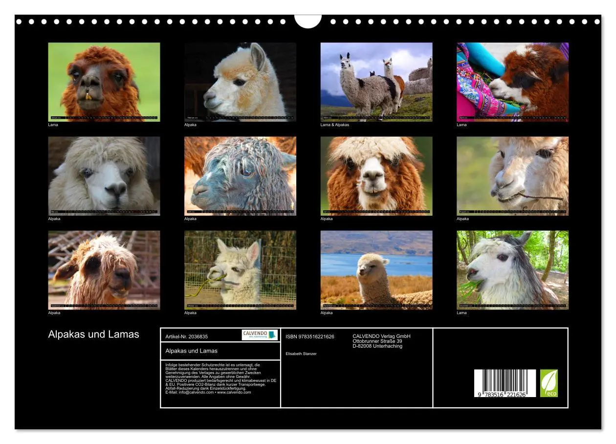 Bild: 9783516221626 | Alpakas und Lamas (Wandkalender 2026 DIN A3 quer), CALVENDO...