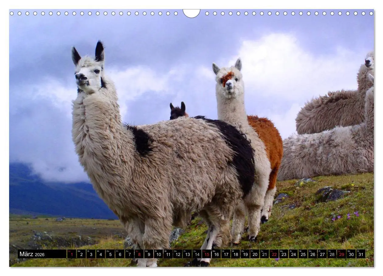 Bild: 9783516221626 | Alpakas und Lamas (Wandkalender 2026 DIN A3 quer), CALVENDO...