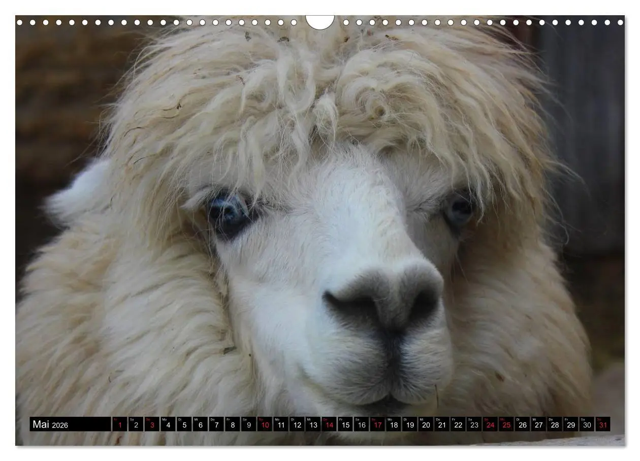 Bild: 9783516221626 | Alpakas und Lamas (Wandkalender 2026 DIN A3 quer), CALVENDO...