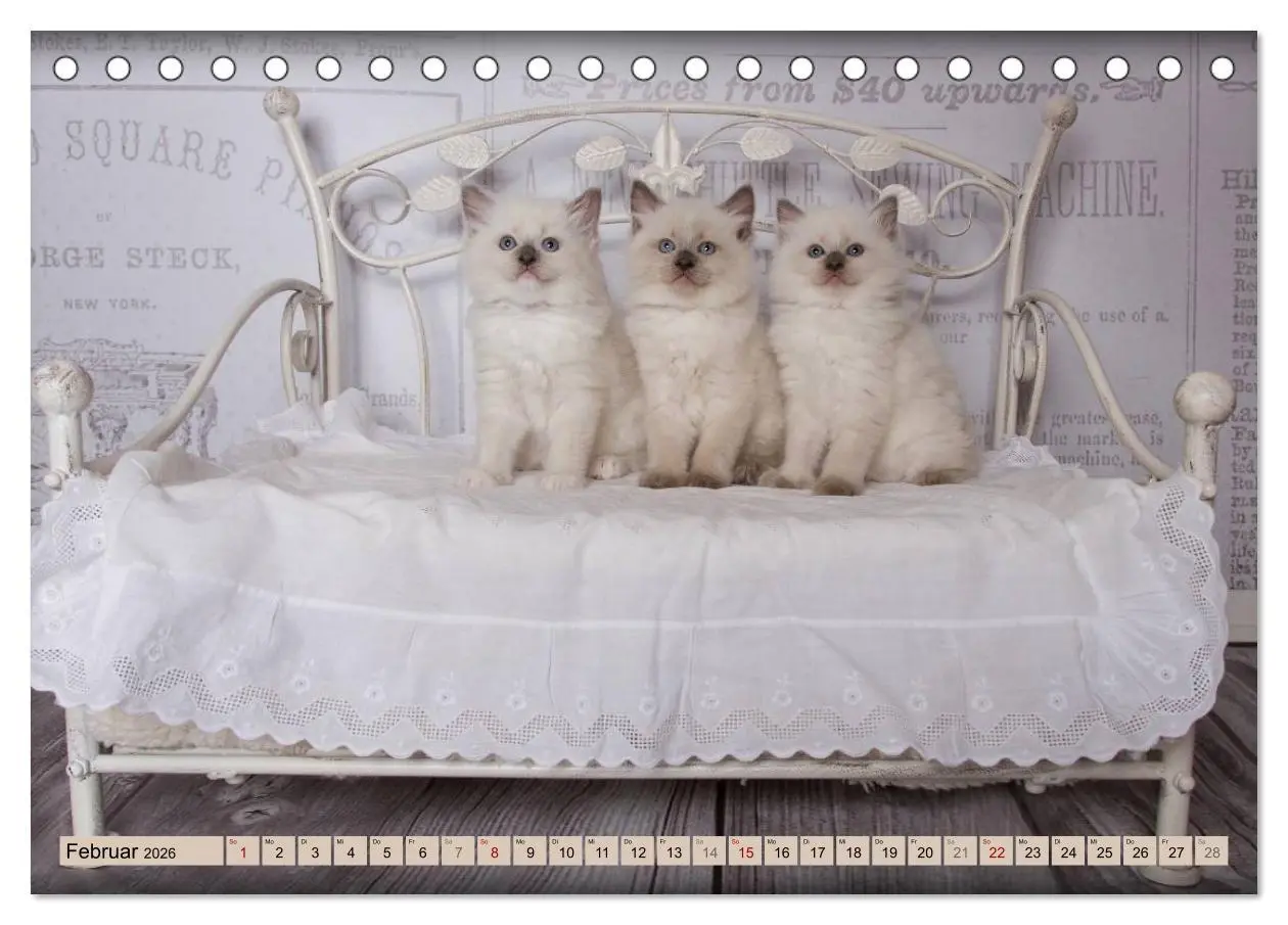 Bild: 9783457811726 | RAGDOLLS Impressionen aus der Kinderstube (Tischkalender 2026 DIN...