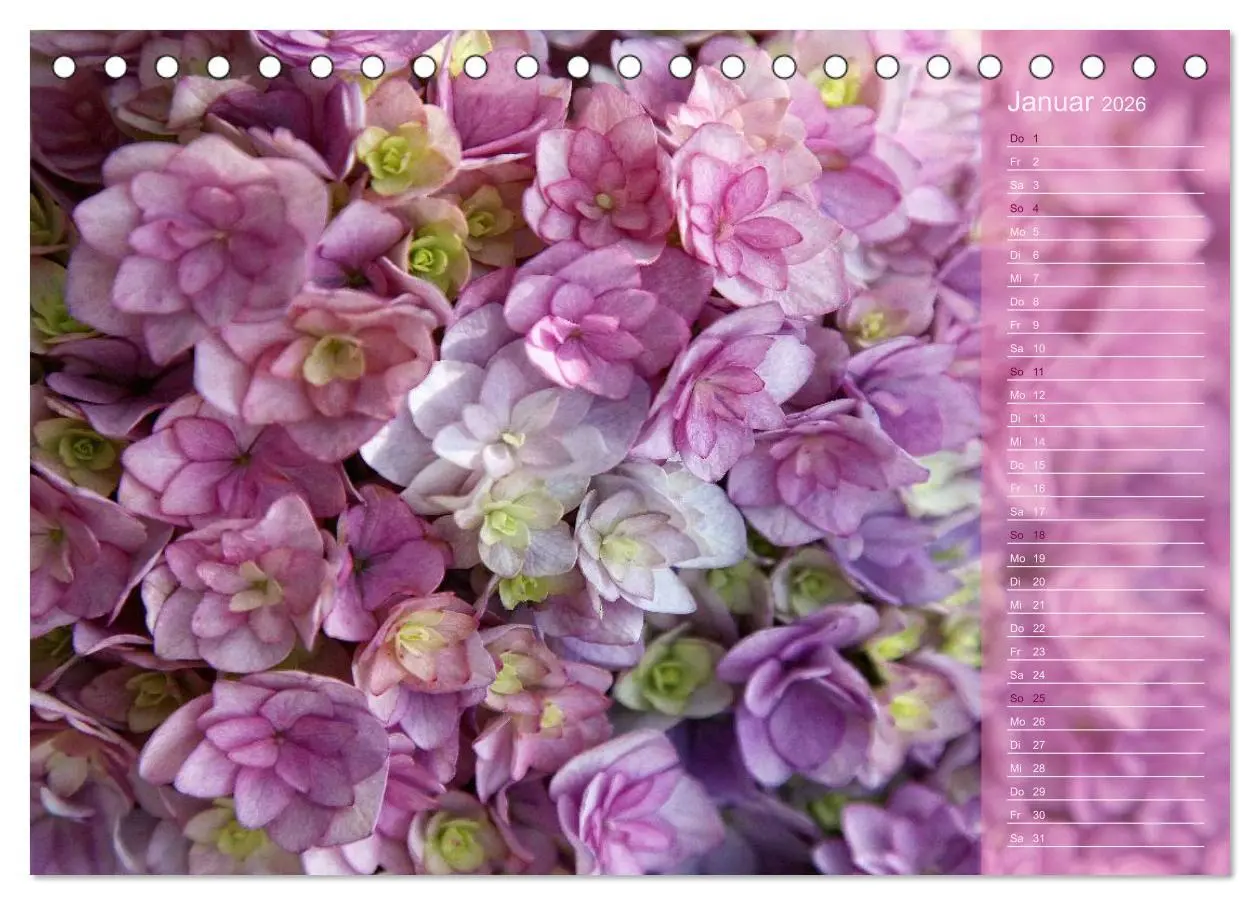 Bild: 9783516141726 | Hortensien / Geburtstagskalender (Tischkalender 2026 DIN A5 quer),...