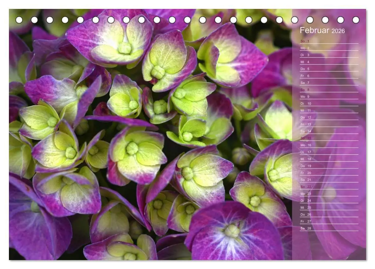 Bild: 9783516141726 | Hortensien / Geburtstagskalender (Tischkalender 2026 DIN A5 quer),...
