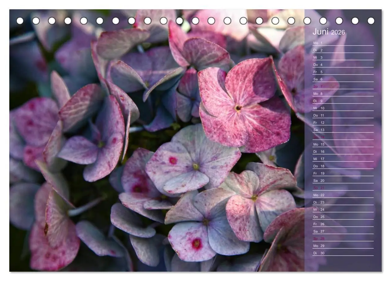 Bild: 9783516141726 | Hortensien / Geburtstagskalender (Tischkalender 2026 DIN A5 quer),...