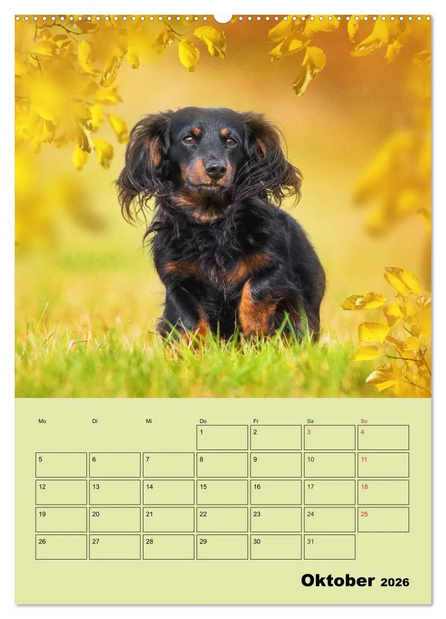 Bild: 9783516381726 | Dackelträume - Ein Familienplaner für das Jahr (Wandkalender 2026...