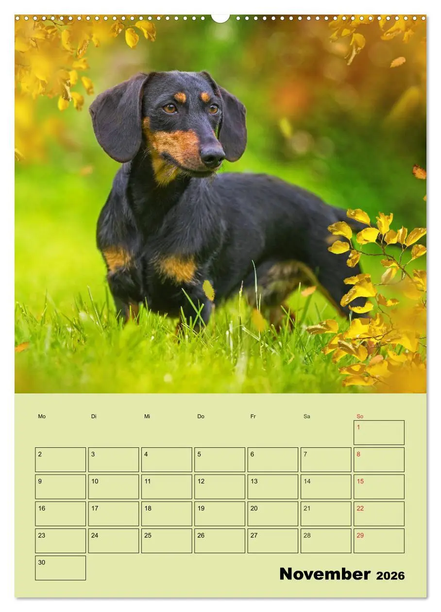 Bild: 9783516381726 | Dackelträume - Ein Familienplaner für das Jahr (Wandkalender 2026...